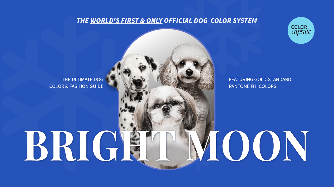 Brigth Moon Black White Dog Best what color to choose